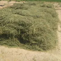 بیده|خدمات باغبانی و درختکاری|زابل, |دیوار