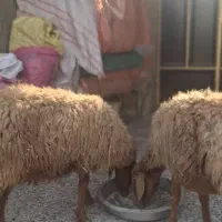 فروش میش حامله در بندر ماهشهر