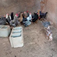 مرغ و واروک خروس سالم وسرحال|حیوانات مزرعه|گتوند, |دیوار