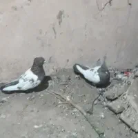 کفتر سینه جفت ب سرت تخم جوجه