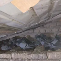 کبوتر چاهی|پرنده|علی‌آباد کتول, |دیوار