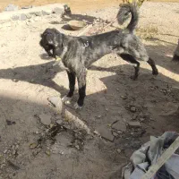 توله سگ سرابی|سگ|بهارستان, |دیوار