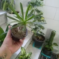 گل های اپارتمانی قیمت مناسب|گل و گیاه طبیعی|یزد, |دیوار