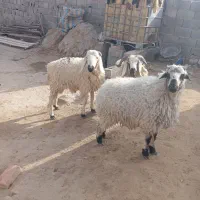 بره نر و ماده|حیوانات مزرعه|زاهدان, |دیوار