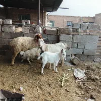 بزمیش ۲عددبز و بیگ نر ماده بزرگ چاق مست بز جوان