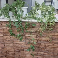 گل آپارتمانی