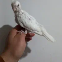 جوجه البینیو ولوتینیو زعفرانی سرلاکی|پرنده|شاهرود, |دیوار