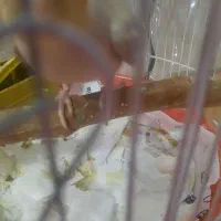 عروس هلندی ماده تخم گزار