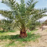 درخت گرازی  و درخت بندی