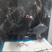 ۲عدد کاریر نر سبز سیاه سن ۷ماه