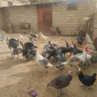 بوقلمون بزرگ همه به فروش میرسن