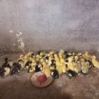 فروش جوجه اردک و جوجه غاز