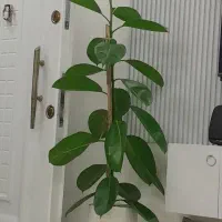 گل طبیعی فیکوس