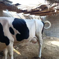 گاو و گوساله سمینتال|حیوانات مزرعه|بیکاه, |دیوار