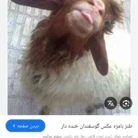 گوسفند فروشی درقدس شبانه روزی