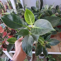 گل آپارتمانی با قیمت مناسب