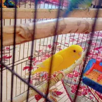 مرغ عشق هلندی|پرنده|اندیمشک, |دیوار