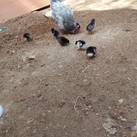 مرغ گلین به همراه جوجه