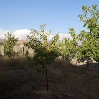 باغچه ۳۰۰ متری در روستای زان آبسرد