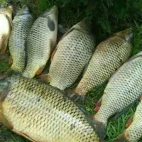 فروش ماهی کپوروآموربصورت کلی