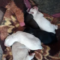 توله و ماده هاسکی