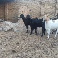 بز و بزغاله سفت چاق|حیوانات مزرعه|کاخک, |دیوار