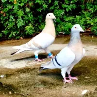 ۶ جفت نر وماده|پرنده|شیراز, شهرک مطهری|دیوار