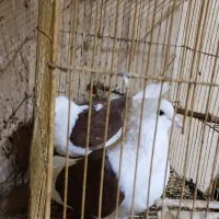 کبوتر پشت|حیوانات|سملقان, |دیوار