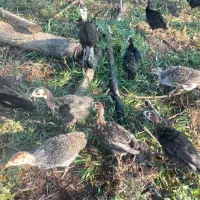 جوجه بوقلمون دوماهه نیمچه ( مرغ اوردک غاز)|حیوانات مزرعه|سنگر, |دیوار