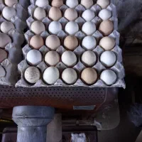 تخم مرغ نطفه دار