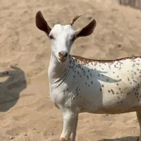ارتشی|حیوانات مزرعه|اراک, |دیوار