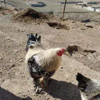 خروس برهما وگلین