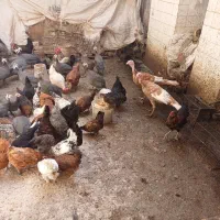برای فروش  دانه ای ۸۰۰ تومان