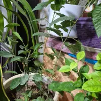 انواع گل ها|گل و گیاه طبیعی|الوند, |دیوار