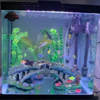 آکواریوم کامل|ماهی|بندر گناوه, |دیوار