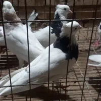 پرنده طوقی|پرنده|حمیدیه, |دیوار