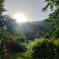 ویلا باغ کلبه جنگلی|اجارهٔ کوتاهمدت ویلا و باغ|لنگرود, |دیوار