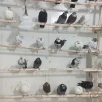 فروش  کبوتر‌کاشونی دمگیر طوقی شازده به قیمت خوب|پرنده|شاهین‌شهر, شهرک گلدیس|دیوار