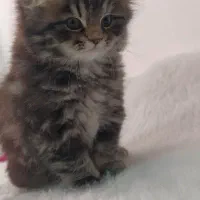 گربه اسکاتیش فولد