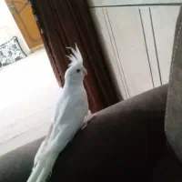 عروس هلندی نر سخنگو
