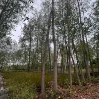 فروش-زمین-730-متری-داخل-بافت-متل-قو-سلمانشهر