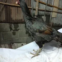 لاری مرغ|حیوانات مزرعه|لاهیجان, لیالستان|دیوار