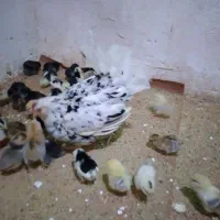 جوجه گلین لری