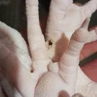 ضایعات پای مرغ|لوازم جانبی حیوانات|شلمان, |دیوار