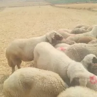 قوچ سنجابی نازار