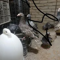 کفتر سار نروماده سراوان هستن|پرنده|زاهدان, |دیوار