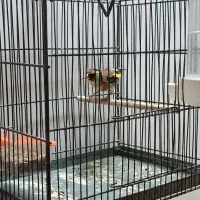 سهره پرنده|حیوانات|مهاباد (آذربایجان غربی), |دیوار