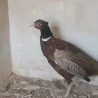 فروش یک جفت پرنده زینتی بالغ اهلی