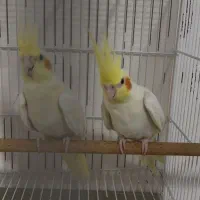 گرینچیک سرلاکی ملنگو رنگی شاه طوطی خورشیدی راهب|پرنده|شیراز, شهرک گلها|دیوار