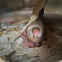 فنچ نرگسی شکلاتی جوان به شرط جوجه درجه 1|پرنده|کرج, شهرک رازی (حصارک)|دیوار